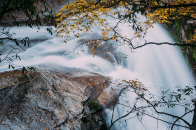 秋天金色的枫叶与流动的泉水