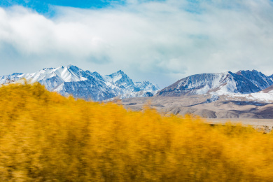 中国新疆南疆蓝天白云背景下雪山草原壮丽风光，近景是金黄色的胡杨林