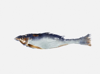 ipad手绘艺术插画水彩海鱼素材