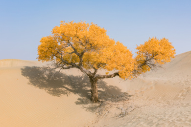 中国新疆轮台塔里木胡杨林秋色沙漠自然风光