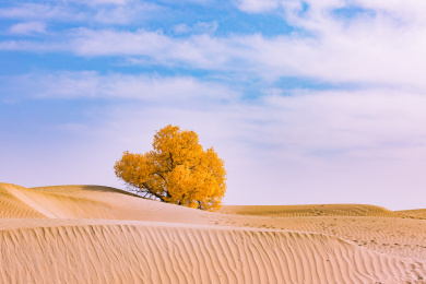 中国新疆南疆塔克拉玛干流动沙漠中金黄色的胡杨树