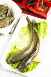 装在盘子里的两条新鲜推浪鱼