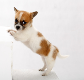 一只黄白相间的小狗站里在白色木箱上