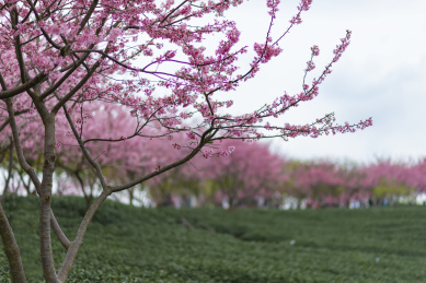 绿色茶园中一排粉色的樱花树，中国福建漳平永福