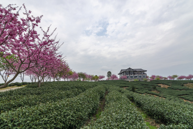 茶园中成排的粉色樱花和一幛二层建筑，中国福建漳平永福