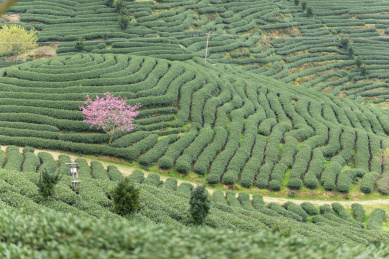 绿色茶园中一棵开花的粉色吉野樱树，中国福建漳平永福