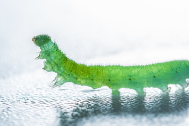 节肢动物门吊丝虫活体爬行微距特写 