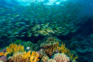 夏季白天埃及红海水下珊瑚礁与鱼群