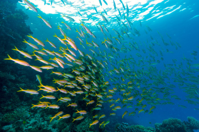 夏季白天埃及红海水下珊瑚礁与鱼群