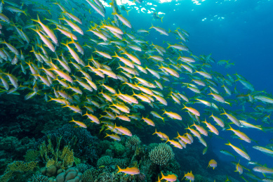 夏季白天埃及红海水下珊瑚礁与鱼群