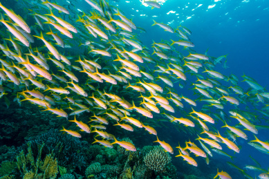 夏季白天埃及红海水下珊瑚礁与鱼群