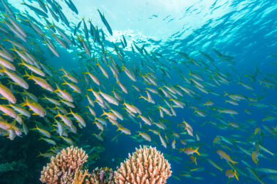 夏季白天埃及红海水下珊瑚礁与鱼群