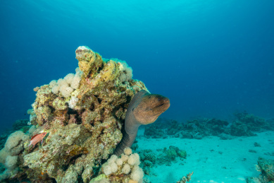 夏季早上埃及红海海鳗与珊瑚礁