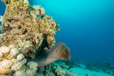 夏季早上埃及红海海鳗与珊瑚礁