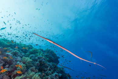 夏季白天埃及红海水下烟管鱼与珊瑚礁