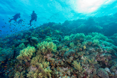 夏季白天埃及红海水下珊瑚礁与鱼群