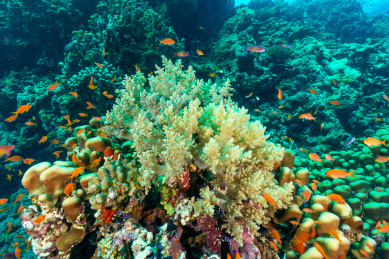 夏季白天埃及红海水下珊瑚礁与鱼群