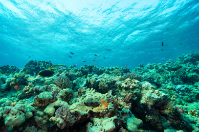 夏季白天埃及红海水下珊瑚礁与鱼群