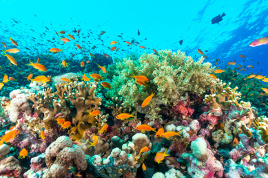 夏季白天埃及红海水下珊瑚礁与鱼群