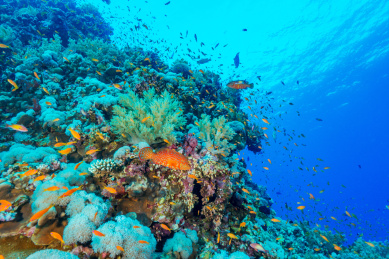 夏季白天埃及红海水下珊瑚礁与鱼群