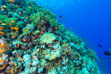 夏季白天埃及红海水下珊瑚礁与鱼群
