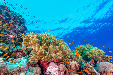 夏季白天埃及红海水下珊瑚礁与鱼群