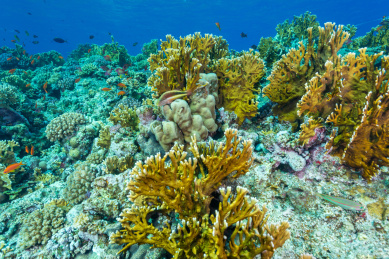 夏季白天埃及红海水下珊瑚礁与鱼群