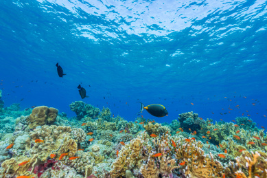 夏季白天埃及红海水下珊瑚礁与鱼群