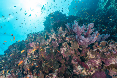 夏季白天埃及红海水下珊瑚礁与鱼群