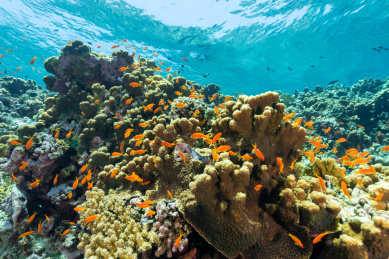 夏季白天埃及红海水下珊瑚礁与鱼群