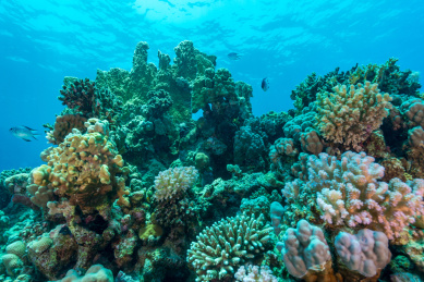 夏季白天埃及红海水下珊瑚礁与鱼群