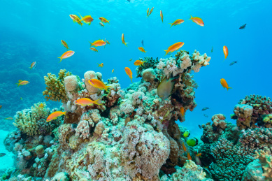 夏季白天埃及红海水下珊瑚礁与鱼群