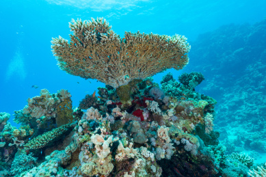 夏季白天埃及红海水下珊瑚礁与鱼群
