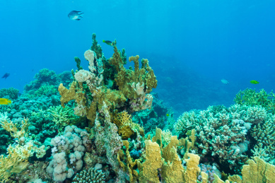 夏季白天埃及红海水下珊瑚礁与鱼群