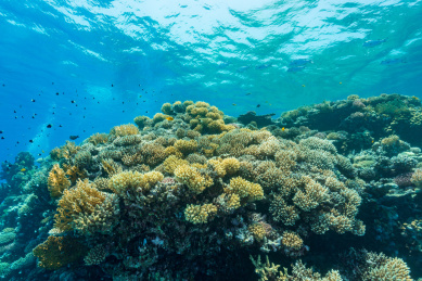 夏季白天埃及红海水下珊瑚礁与鱼群