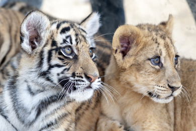 野生动物园中的老虎幼崽卖萌可爱