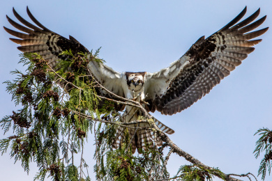 一只展翅的鱼鹰