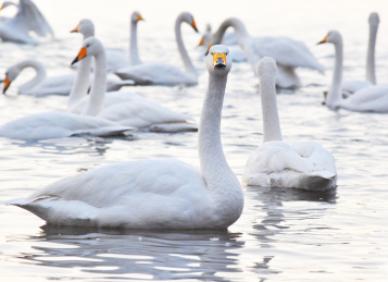 山东省威海市烟墩角天鹅湖里的白天鹅