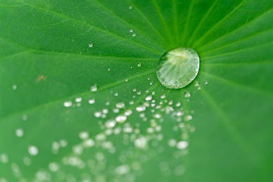 夏季荷叶上的水珠