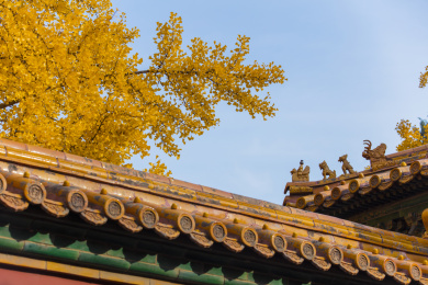北京故宫延禧宫秋天的屋檐和银杏树