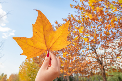 天空背景下手持秋天落叶特写