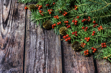 在木桌上的圣诞树和红浆果