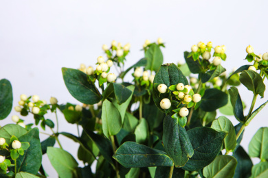 新鲜切花插花白色的火龙珠