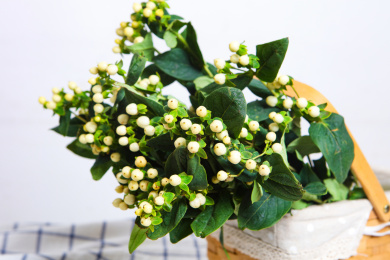 新鲜切花插花白色的火龙珠