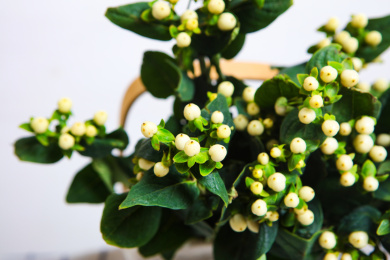 新鲜切花插花白色的火龙珠