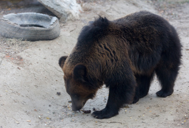 grizzlybearmatureadultwalkingonallfourlegsinzooenclosurelarge