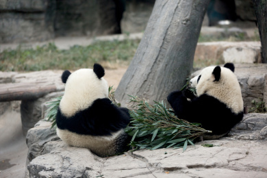 正在吃竹子的大熊猫