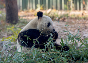 正在吃竹子的大熊猫
