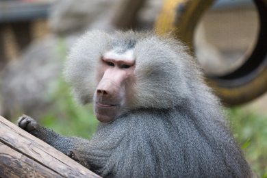 北京动物园的雄性阿拉伯狒狒