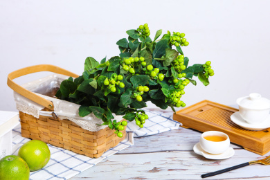 新鲜切花室内花艺绿色的龙珠果火龙珠